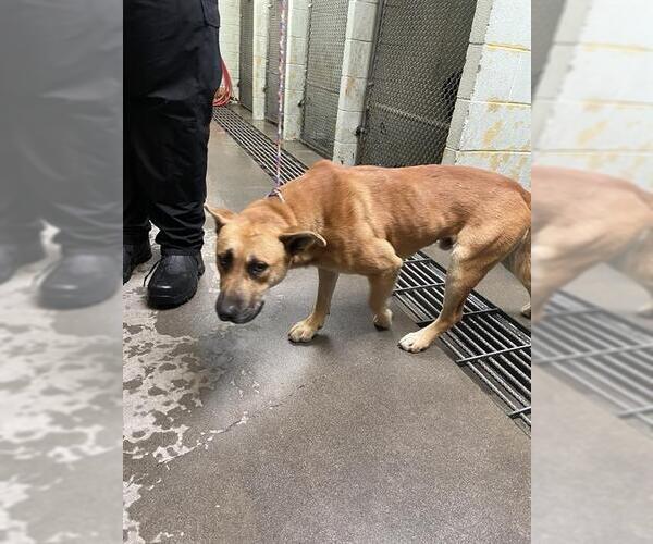 Medium Photo #1 Shepradors Puppy For Sale in Stockton, CA, USA