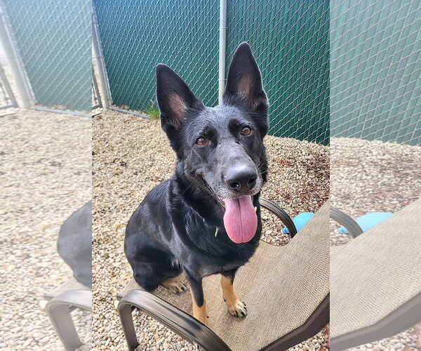 Medium Photo #1 German Shepherd Dog Puppy For Sale in Manahawkin, NJ, USA