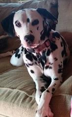 Mother of the Dalmatian puppies born on 09/27/2016