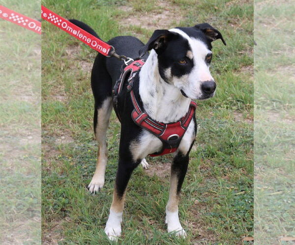 Medium Photo #4 Mutt Puppy For Sale in Bandera, TX, USA