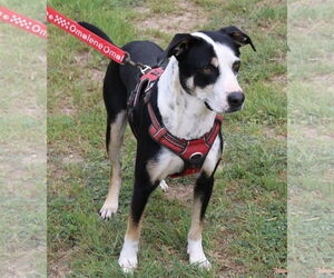 Max - Male Mutt Dog for Adoption - Photo #4