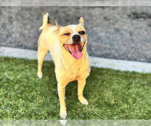 Chihuahua-Parson Russell Terrier Mix Dogs for adoption in Moreno Valley, CA, USA