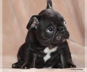 Medium French Bulldog