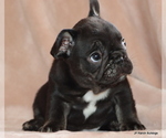 Puppy Luna French Bulldog