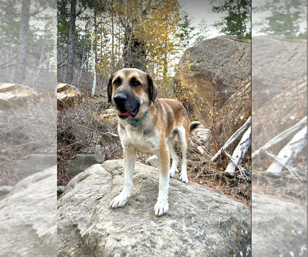 Medium Photo #3 Anatolian Shepherd Puppy For Sale in Bountiful, UT, USA