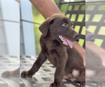 Small Photo #3 Labrador Retriever Puppy For Sale in REIDSVILLE, GA, USA