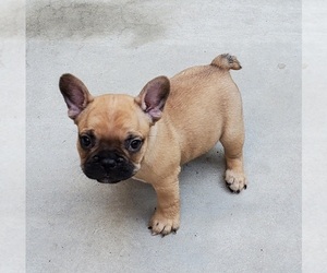 French Bulldog Puppy for Sale in TULARE, California USA