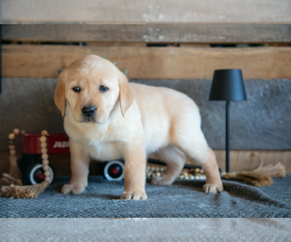Medium Photo #2 Golden Labrador Puppy For Sale in GOSHEN, IN, USA