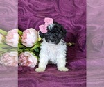 Small Photo #1 Poodle (Miniature) Puppy For Sale in LINCOLN UNIV, PA, USA