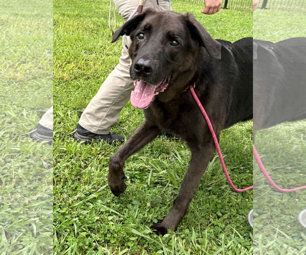 Medium Photo #3 Labrador Retriever Puppy For Sale in Virginia Beach, VA, USA
