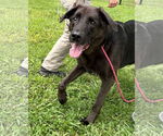 Small #2 Labrador Retriever