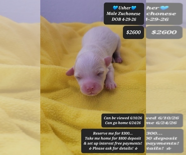 Medium Photo #1 Havanese-Zuchon Mix Puppy For Sale in TUCSON, AZ, USA