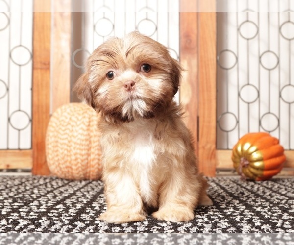 Medium Photo #2 Shih Tzu Puppy For Sale in NAPLES, FL, USA