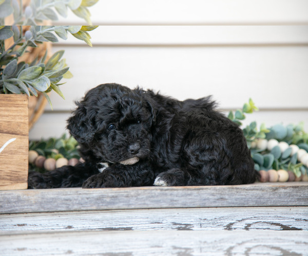 Medium Photo #6 Goldendoodle (Miniature) Puppy For Sale in NAPPANEE, IN, USA