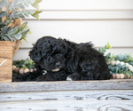 Small Photo #6 Goldendoodle (Miniature) Puppy For Sale in NAPPANEE, IN, USA