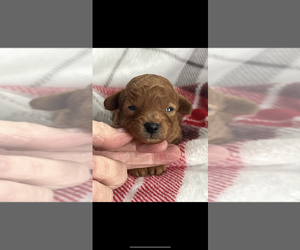 Poodle (Toy) Puppy for sale in NILES, MI, USA