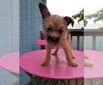 Small Photo #9 Pom-A-Nauze Puppy For Sale in CANBY, OR, USA
