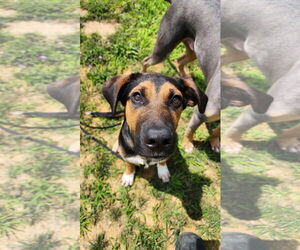 Mutt Dogs for adoption in Monterey, VA, USA