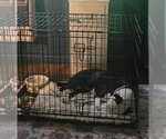Small Photo #4 Mutt Puppy For Sale in Hinton, WV, USA