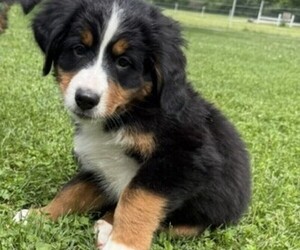 Medium Bernese Mountain Dog