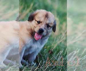Anatolian Shepherd-Great Pyrenees Mix Puppy for sale in BARRY, TX, USA