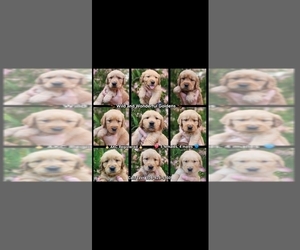 Golden Retriever Puppy for Sale in WILLIAMSON, West Virginia USA