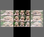Image preview for Ad Listing. Nickname: Litter of 9