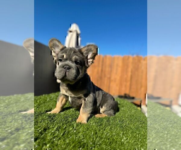 Medium Photo #8 French Bulldog Puppy For Sale in AGOURA HILLS, CA, USA