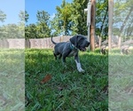 Small #12 Great Dane