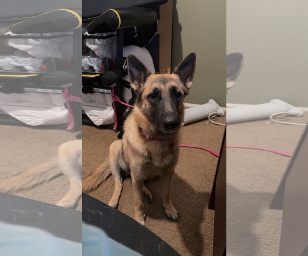 Medium Photo #2 German Shepherd Dog Puppy For Sale in Chandler, AZ, USA