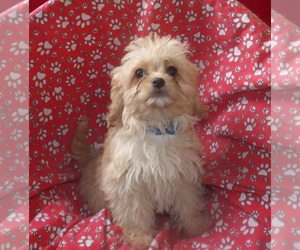 Cavachon Puppy for sale in PATERSON, NJ, USA