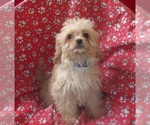 Small Cavachon