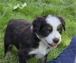 Puppy Carrot Miniature American Shepherd