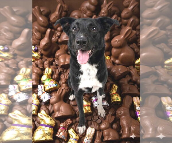 Medium Photo #2 Aussiedor Puppy For Sale in Mount Airy, NC, USA