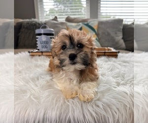 Havanese Puppy for sale in INDIANAPOLIS, IN, USA