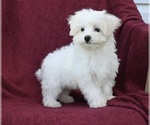 Small #1 Maltese