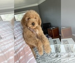 Small Photo #11 Goldendoodle-Poodle (Standard) Mix Puppy For Sale in DETROIT, MI, USA