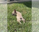 Small Photo #2 French Bulldog Puppy For Sale in SAINT AUGUSTINE, FL, USA