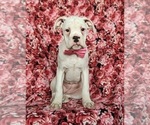 Small Photo #7 Boxer Puppy For Sale in KIRKWOOD, PA, USA