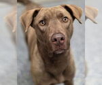 Small Chesapeake Bay Retriever Mix