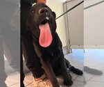 Small #3 Labrador Retriever Mix