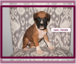 Small Photo #4 Boxer Puppy For Sale in PLATO, MO, USA