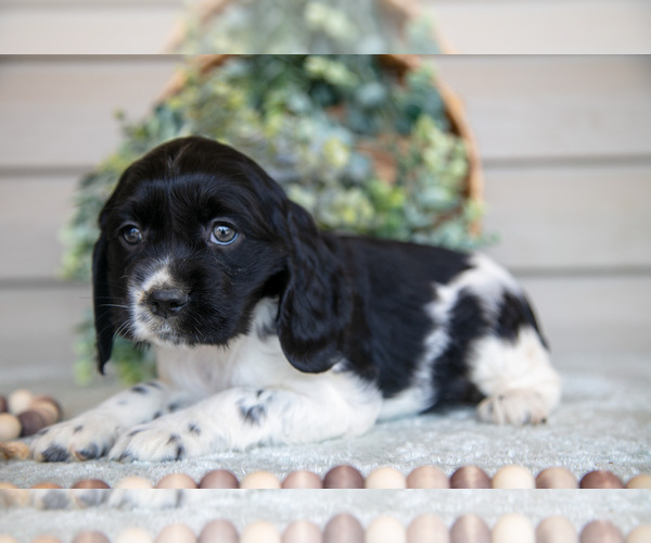 Medium Photo #3 Cocker Spaniel Puppy For Sale in SEAMAN, OH, USA