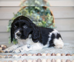 Small Photo #3 Cocker Spaniel Puppy For Sale in SEAMAN, OH, USA