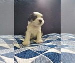 Small Photo #13 Schnauzer (Miniature) Puppy For Sale in LEESBURG, VA, USA