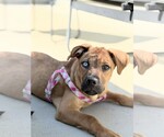 Small #9 Mutt