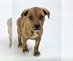 Small #2 Rottweiler Mix