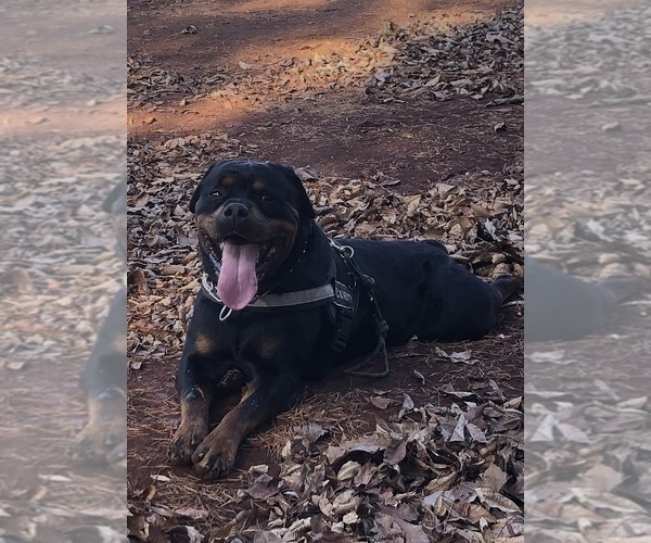Medium Photo #17 Rottweiler Puppy For Sale in VONORE, TN, USA