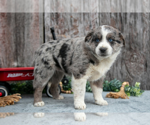 Medium Australian Cattle Dog-Miniature Australian Shepherd Mix