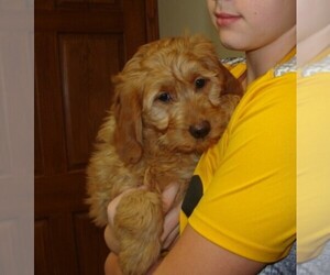 Goldendoodle (Miniature) Puppy for sale in HULL, IA, USA